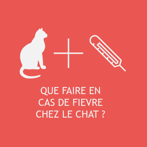 Que Faire Si Mon Chat A De La Fievre