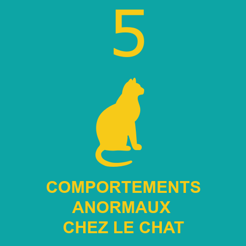 Urgence Veterinaire 5 Comportements Anormaux Chez Le Chat