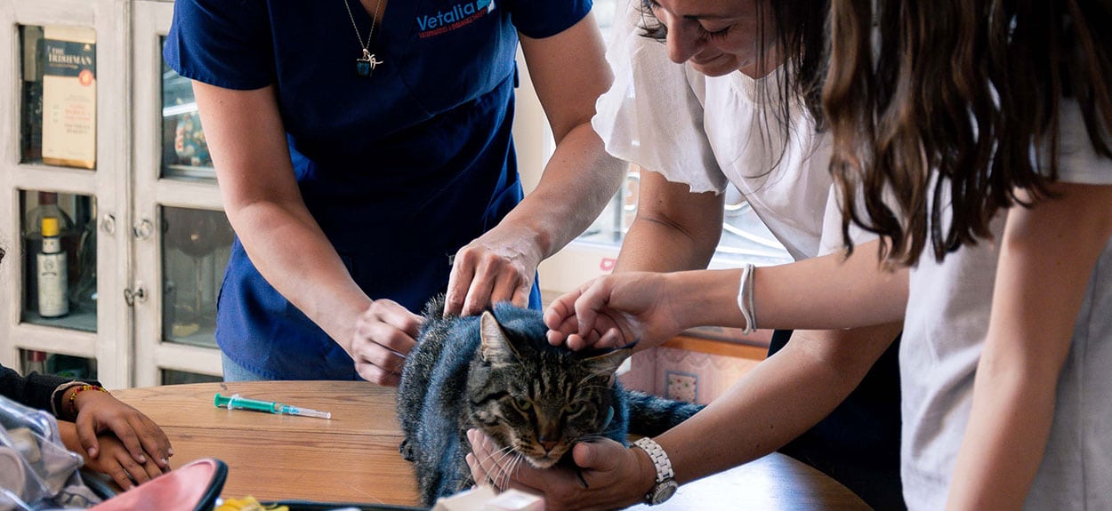 Nettoyage des oreilles - Clinique vétérinaire VetAnimalia d'Evrecy
