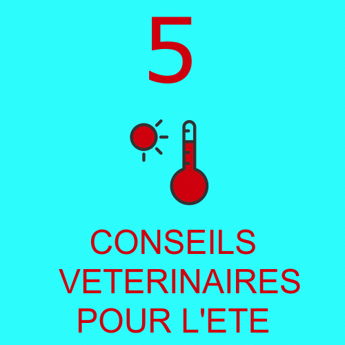 Nos 5 conseils vétérinaires pour l’ été