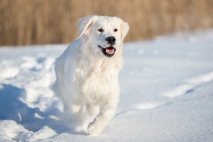 Que faire quand mon animal a froid ?