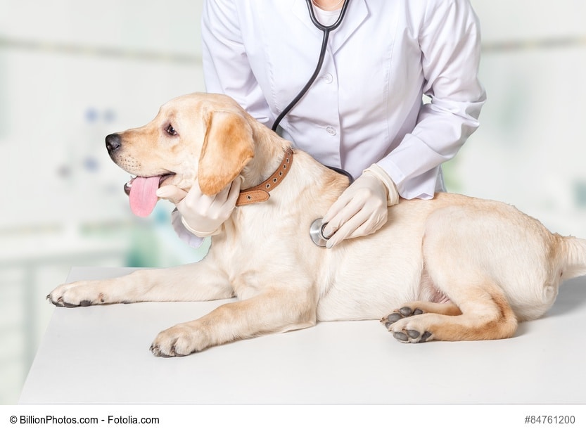 Les vaccins du chien