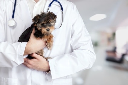 Les principales urgences chez le chiot