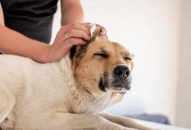 Image mise en avant Comment nettoyer les oreilles d’un chien ?