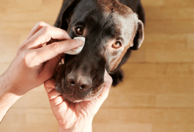 Image mise en avant Comment nettoyer les yeux d’un chien ?