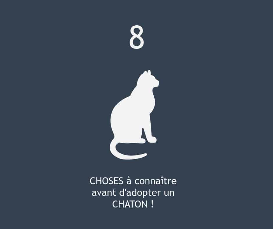 5 choses à savoir sur la mise bas chez la chienne