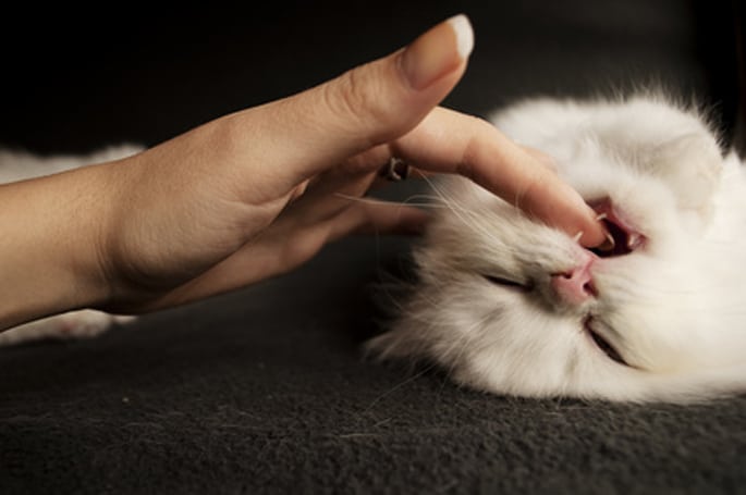 Avoir un chat en appartement