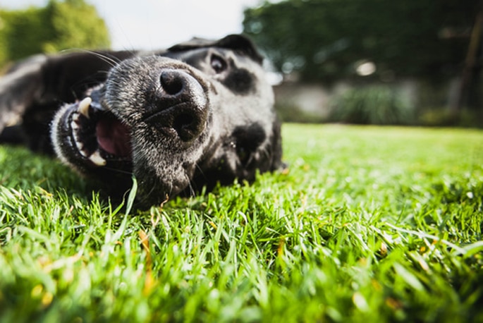 Que faire quand mon animal a chaud ?