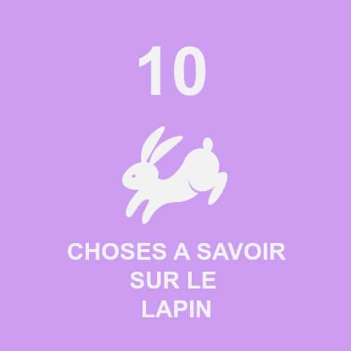 Image mise en avant 10 choses à savoir sur le lapin