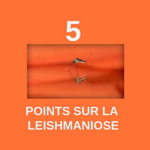 La Leishmaniose en 5 points