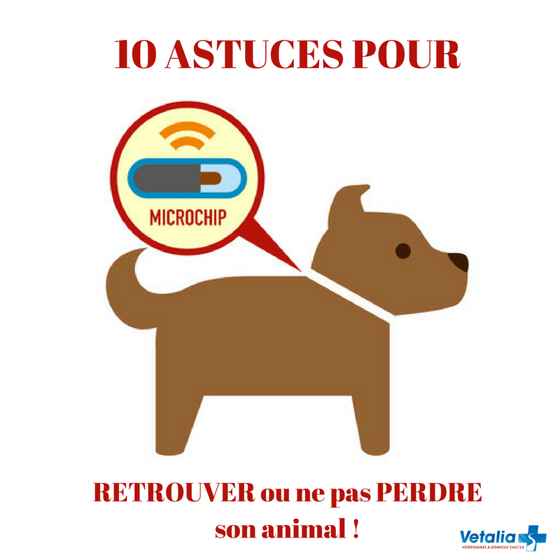 10 choses à savoir quand on a perdu son animal