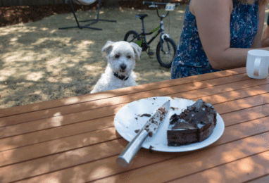 A Pâques, attention aux intoxications au chocolat !