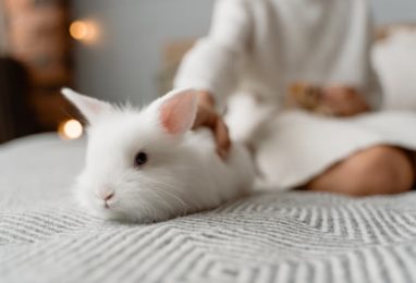 Image mise en avant L’alimentation du lapin – les 5 choses à savoir pour un lapin en bonne santé