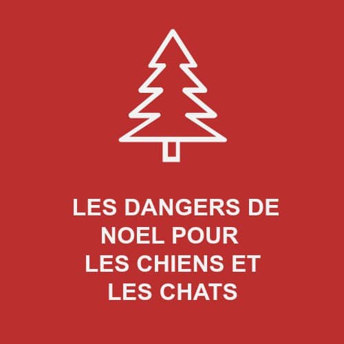 Les dangers de Noël pour votre chien ou votre chat