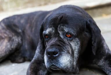 Pourquoi mon chien mange ses crottes?