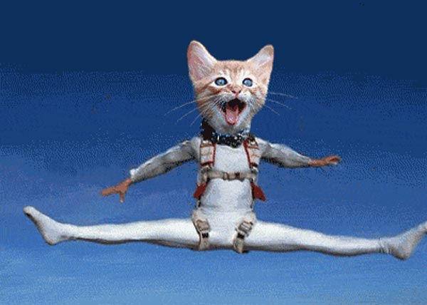 Les chats parachutistes